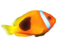 Bild "Willkommen:fisch01.png"